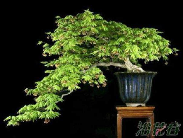 枫香盆景的浇水与施肥