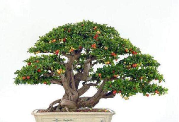 樱桃盆景的施肥与修剪