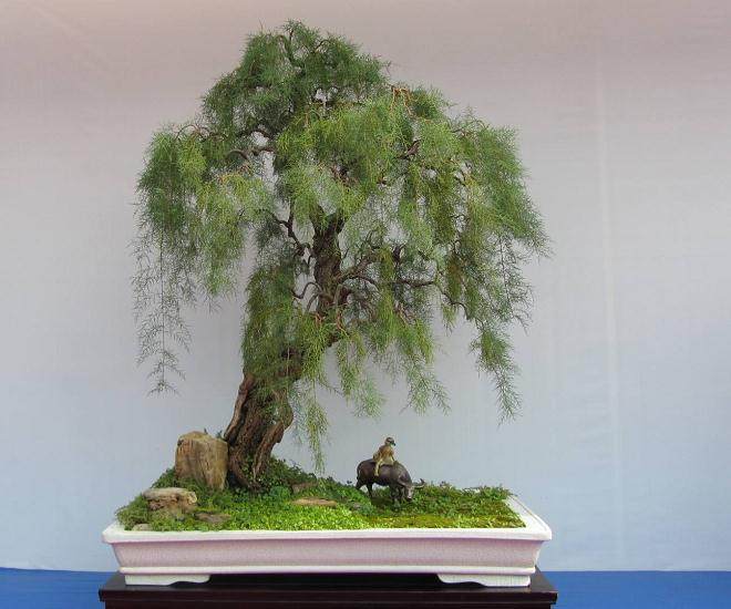 柽柳盆景的浇水与施肥