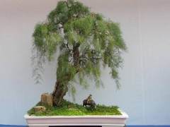 柽柳盆景怎么发芽 浇水与施肥