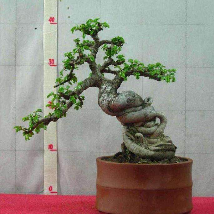 中国榆树盆景的施肥与修剪