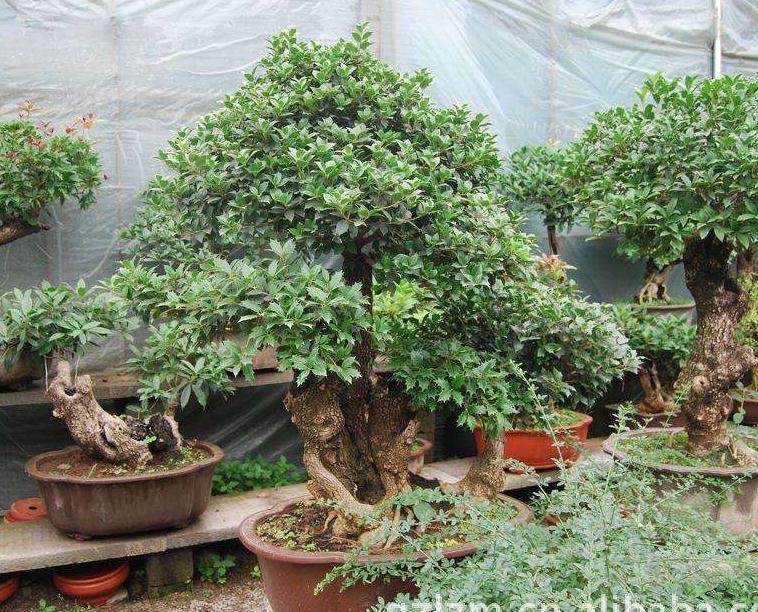 青州举办迎新春奇石盆景精品邀请展