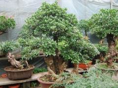 青州举办迎新春奇石盆景精品邀请展