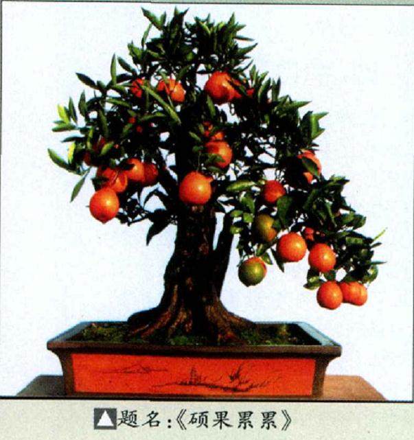 蜜桔盆景的浇水施肥