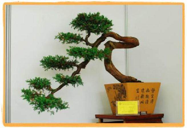 盆景新春联谊盛会由南京市职工盆景协会举办