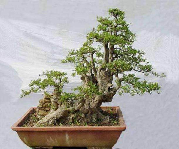 湖北省花木盆景协会组织了该省从事盆景