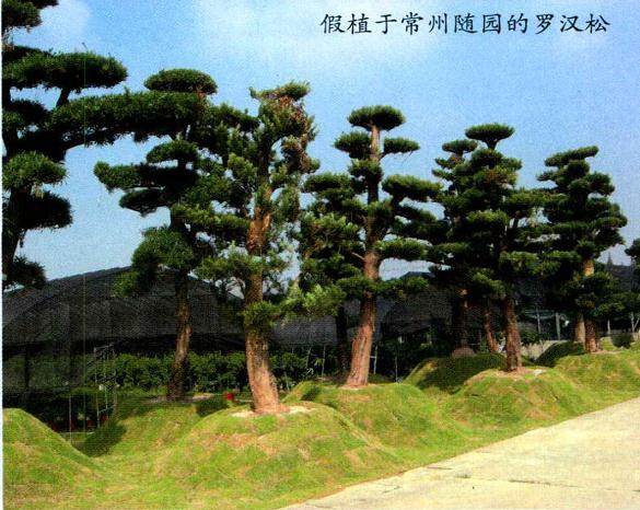 在《花木盆景》杂志2007年11月B版刊出之后