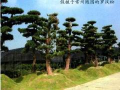 在《花木盆景》杂志2007年11月B版刊出之后