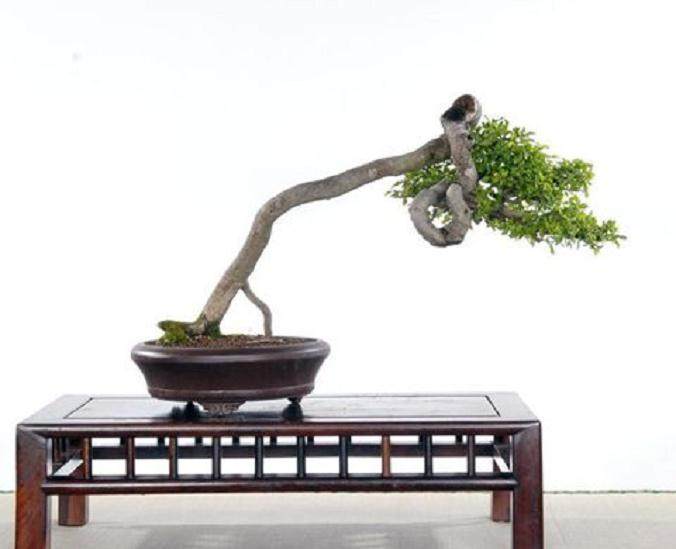 文人树盆景重抒写主观情思 强调以情造景