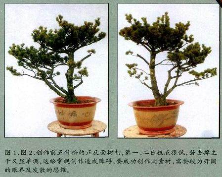 图解 五针松盆景的正反面树相制作