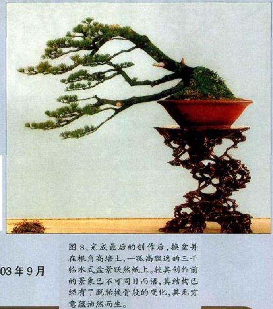 图解 五针松盆景的正反面树相制作