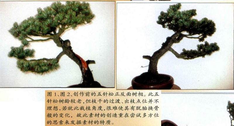 图解 怎么制作五针松盆景的正反面树相