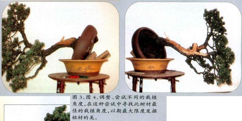 图解 怎么制作五针松盆景的正反面树相