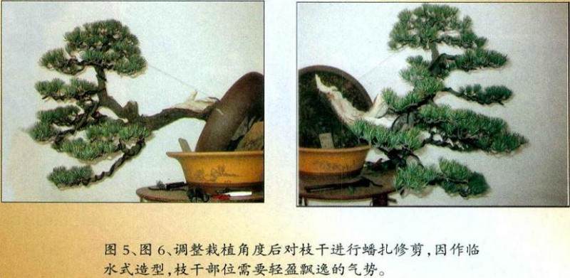 图解 怎么制作五针松盆景的正反面树相