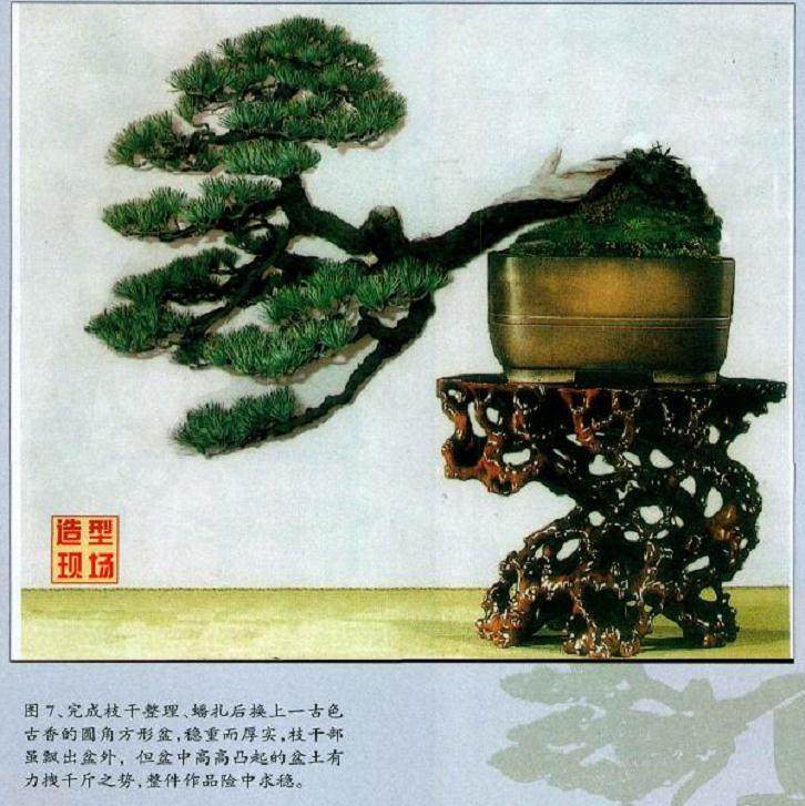 图解 怎么制作五针松盆景的正反面树相