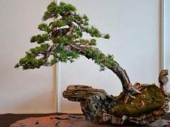 2007年花木盆景B版第10期编读往来栏目