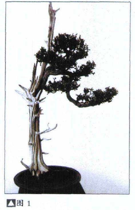 图解 如何修剪盆景的大飘枝