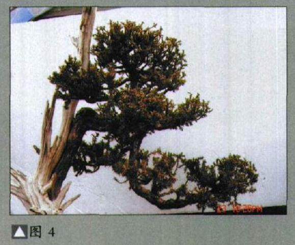 图解 如何修剪盆景的大飘枝