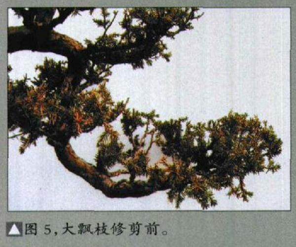 图解 如何修剪盆景的大飘枝