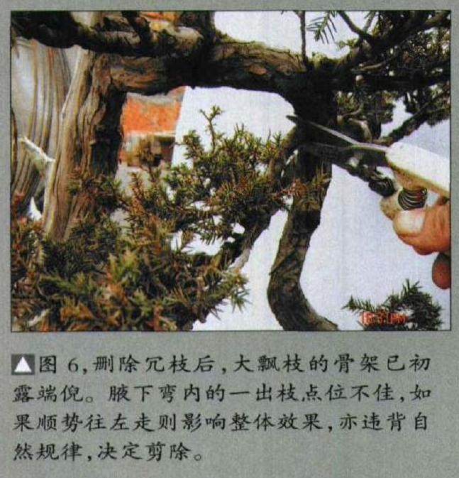 图解 如何修剪盆景的大飘枝