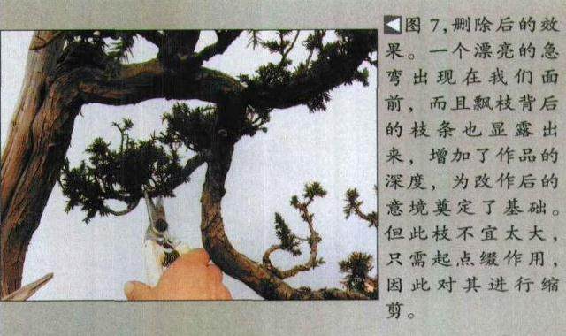 图解 如何修剪盆景的大飘枝