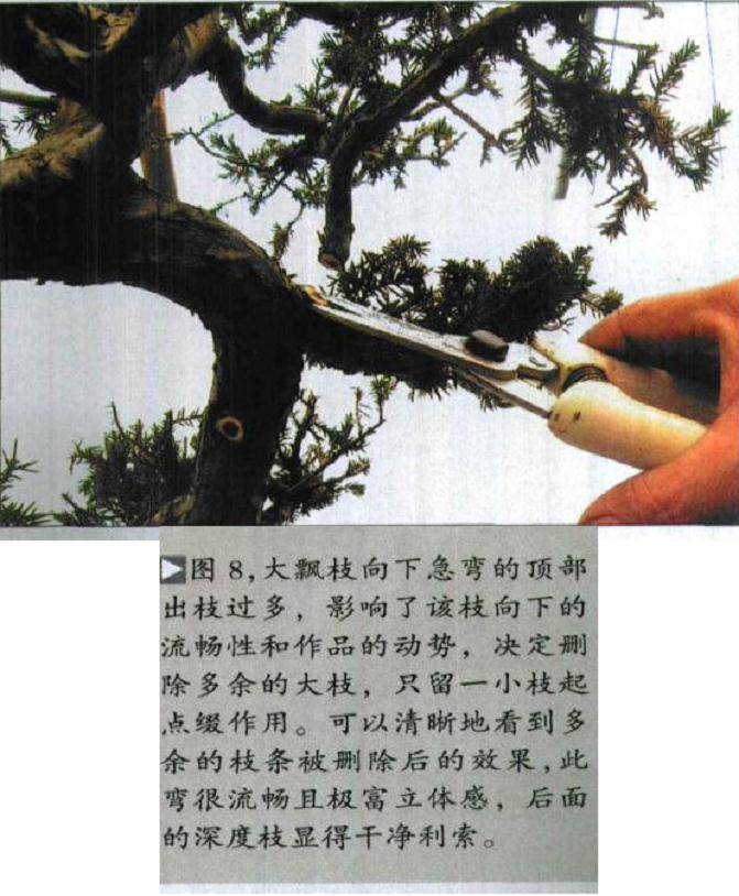 图解 如何修剪盆景的大飘枝