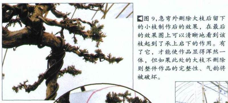 图解 如何修剪盆景的大飘枝