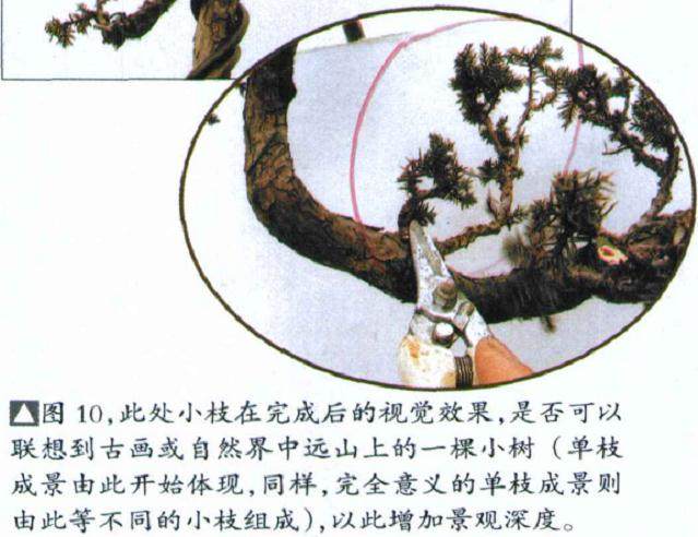 图解 如何修剪盆景的大飘枝