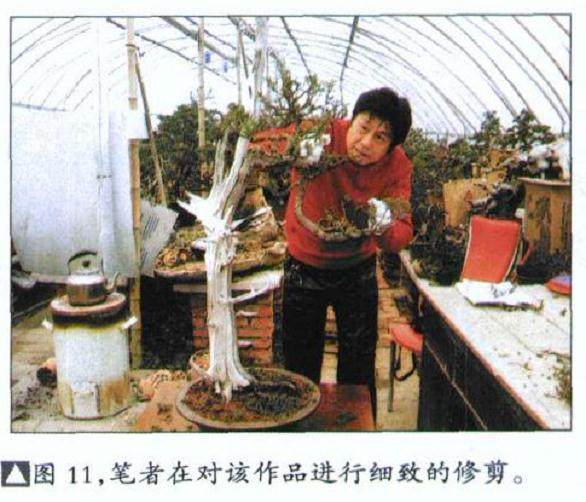 图解 如何修剪盆景的大飘枝