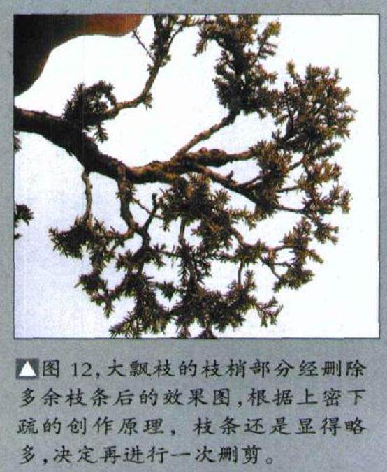 图解 如何修剪盆景的大飘枝