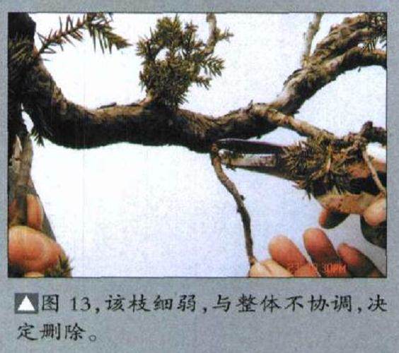 图解 如何修剪盆景的大飘枝