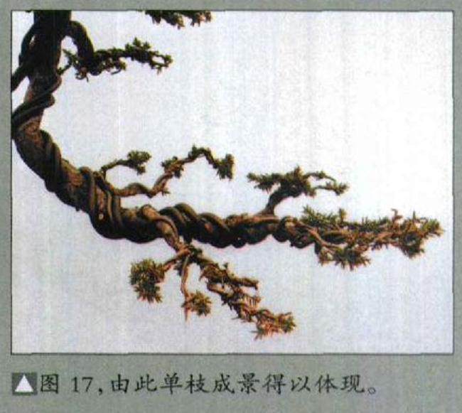 图解 如何修剪盆景的大飘枝