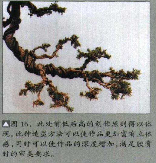 图解 如何修剪盆景的大飘枝