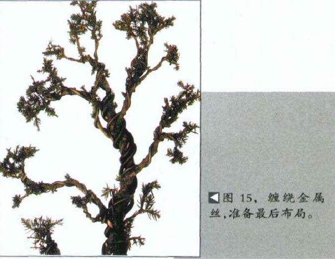 图解 如何修剪盆景的大飘枝