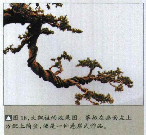 图解 如何修剪盆景的大飘枝