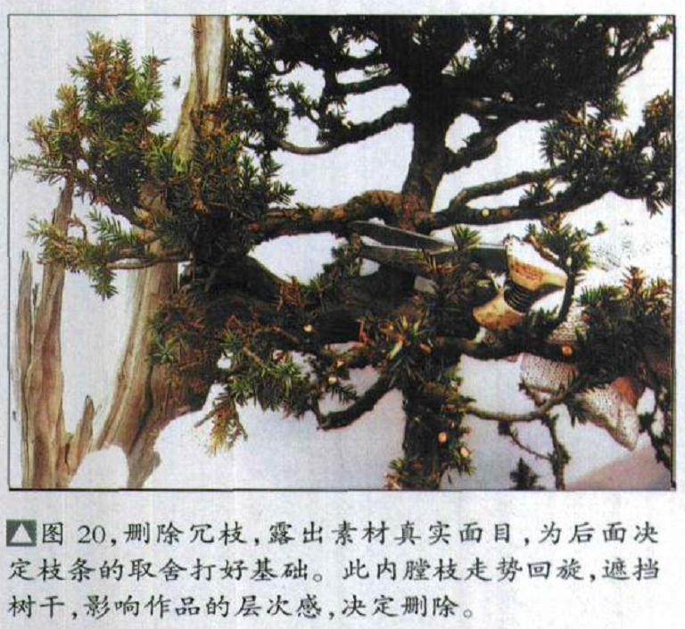 图解 如何修剪盆景的大飘枝