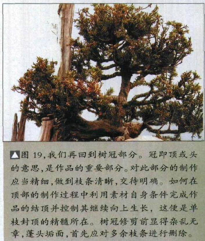 图解 如何修剪盆景的大飘枝