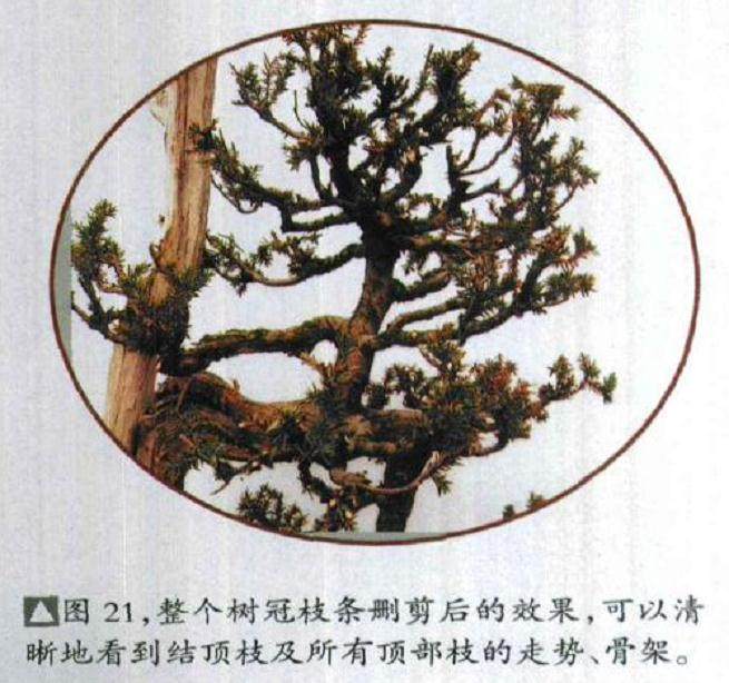 图解 如何修剪盆景的大飘枝