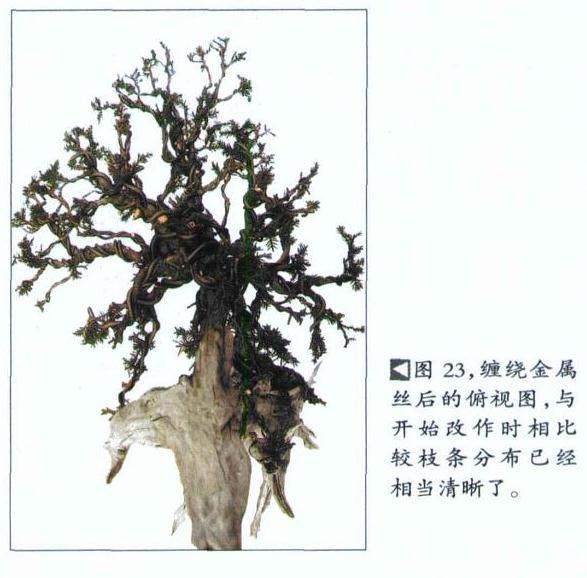 图解 如何修剪盆景的大飘枝