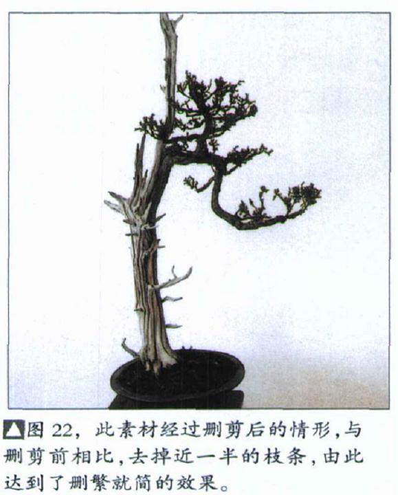 图解 如何修剪盆景的大飘枝