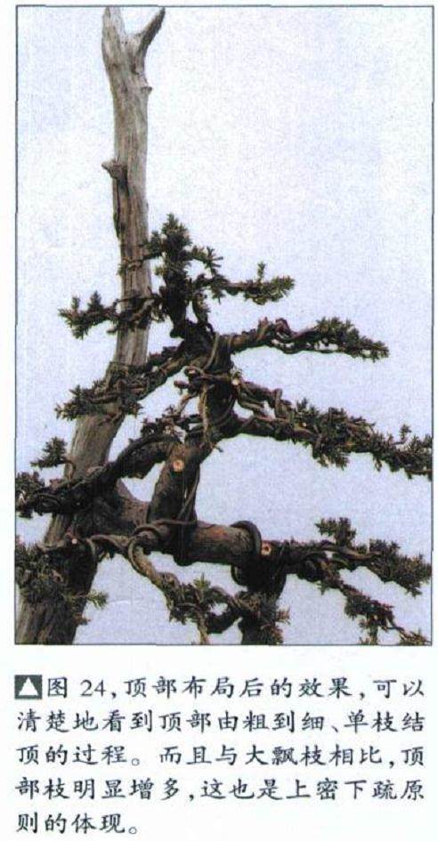 图解 如何修剪盆景的大飘枝