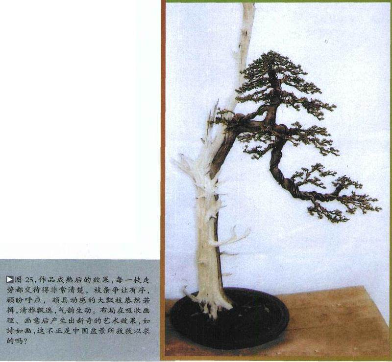 图解 如何修剪盆景的大飘枝