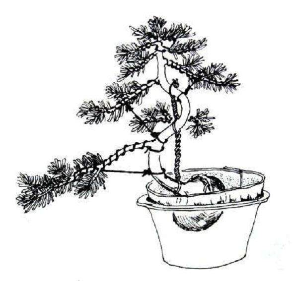 金属丝蟠扎盆景时应注意以下7个方面