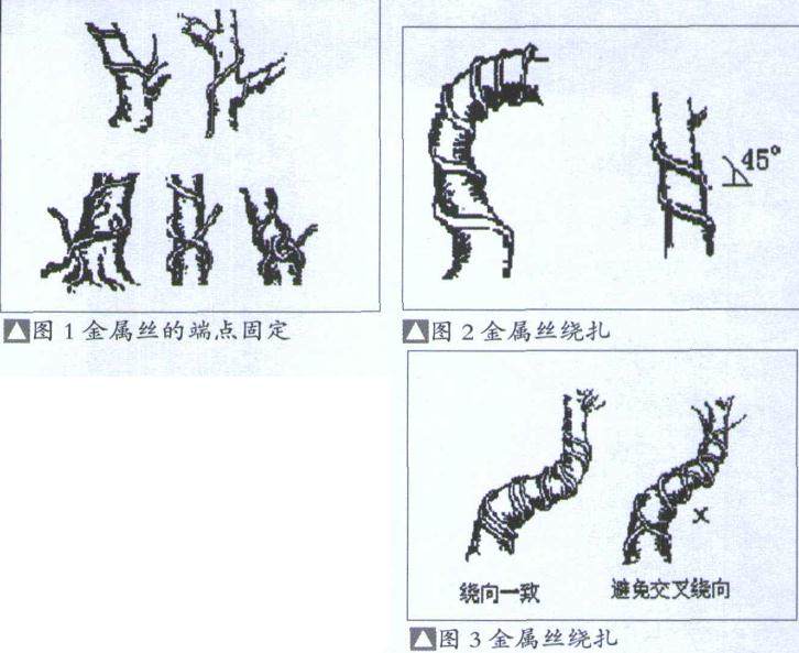 金属丝蟠扎盆景时应注意以下7个方面