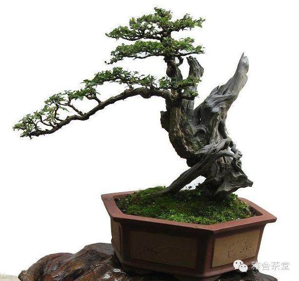 金属丝蟠扎法弯曲盆景造型有何具体要求？