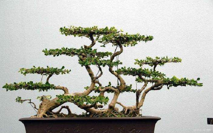 怎样进行刺击刻剥法雕饰造型以增加盆景老态?