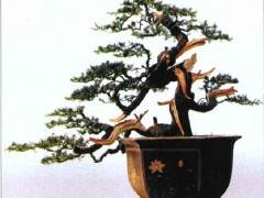 广大唐风展会微设计者及全国盆景艺术爱好者