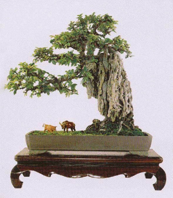 盆景知识考试,你能得几分?