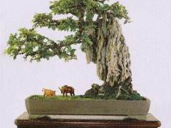 盆景知识考试 你能得几分？