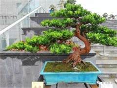 玩盆景的四大作风